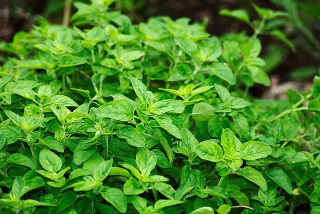 Zioła w kuchni - nie tylko dla smaku, ale i dla zdrowia 6 oregano, leaves, herbs, foliage, fresh, fresh herbs, greenery, green leaves, green foliage, aromatic herbs, culinary herbs, edible, plants, oregano, oregano, oregano, oregano, nature, oregano, herbs