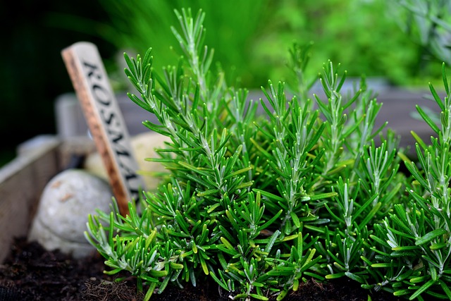 Zioła w kuchni - nie tylko dla smaku, ale i dla zdrowia 3 rosemary, herbs, plant, garden, garden herbs, seasoning, nature, rosemary, rosemary, rosemary, rosemary, rosemary