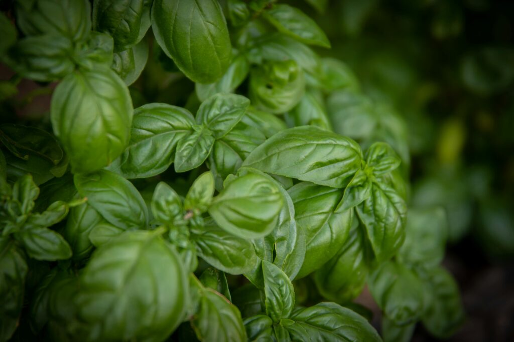 Zioła w kuchni - nie tylko dla smaku, ale i dla zdrowia 2 Lush green basil leaves in a garden, showcasing vibrant freshness and natural texture.