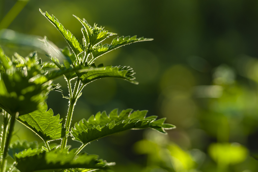 Sezonowe superfoods - co warto jeść wiosną roku ? 5 pokrzywa